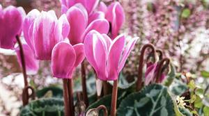 cyclamen